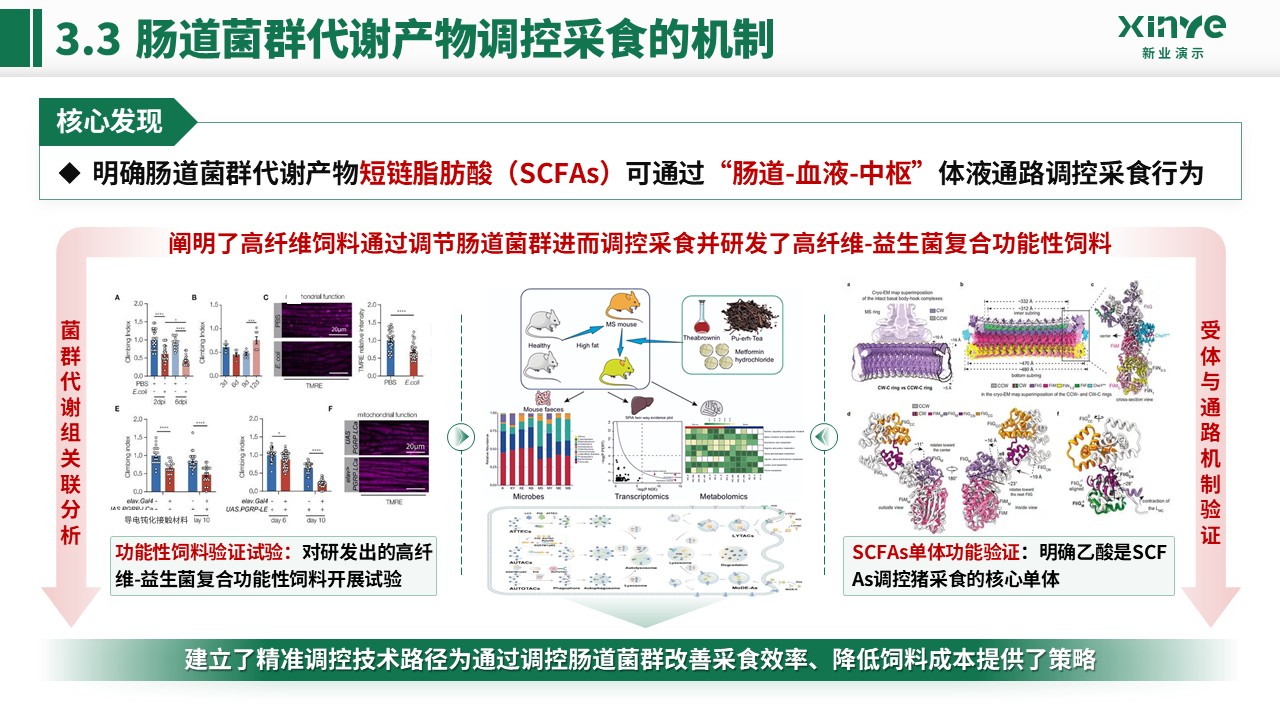副教授职级评选(畜禽采食的肠 - 脑轴机制-绿色)第12页预览图