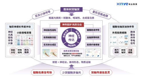 44-1科研架构图(神经类-紫红)