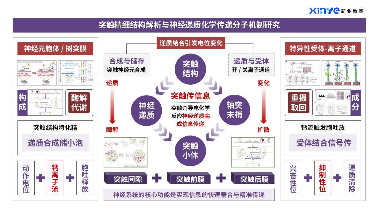 44-1科研架构图（神经类-紫红）第2页预览图
