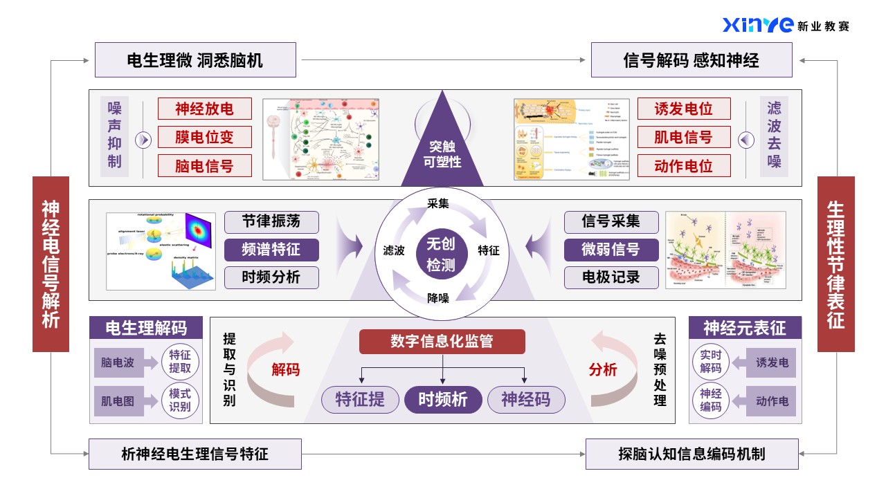 44-1科研架构图（神经类-紫红）第3页预览图