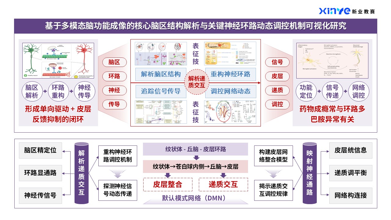 44-1科研架构图（神经类-紫红）第4页预览图