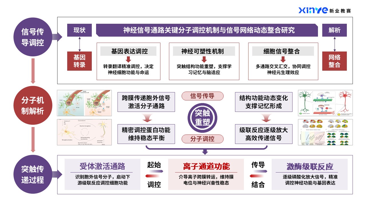 44-1科研架构图（神经类-紫红）第5页预览图