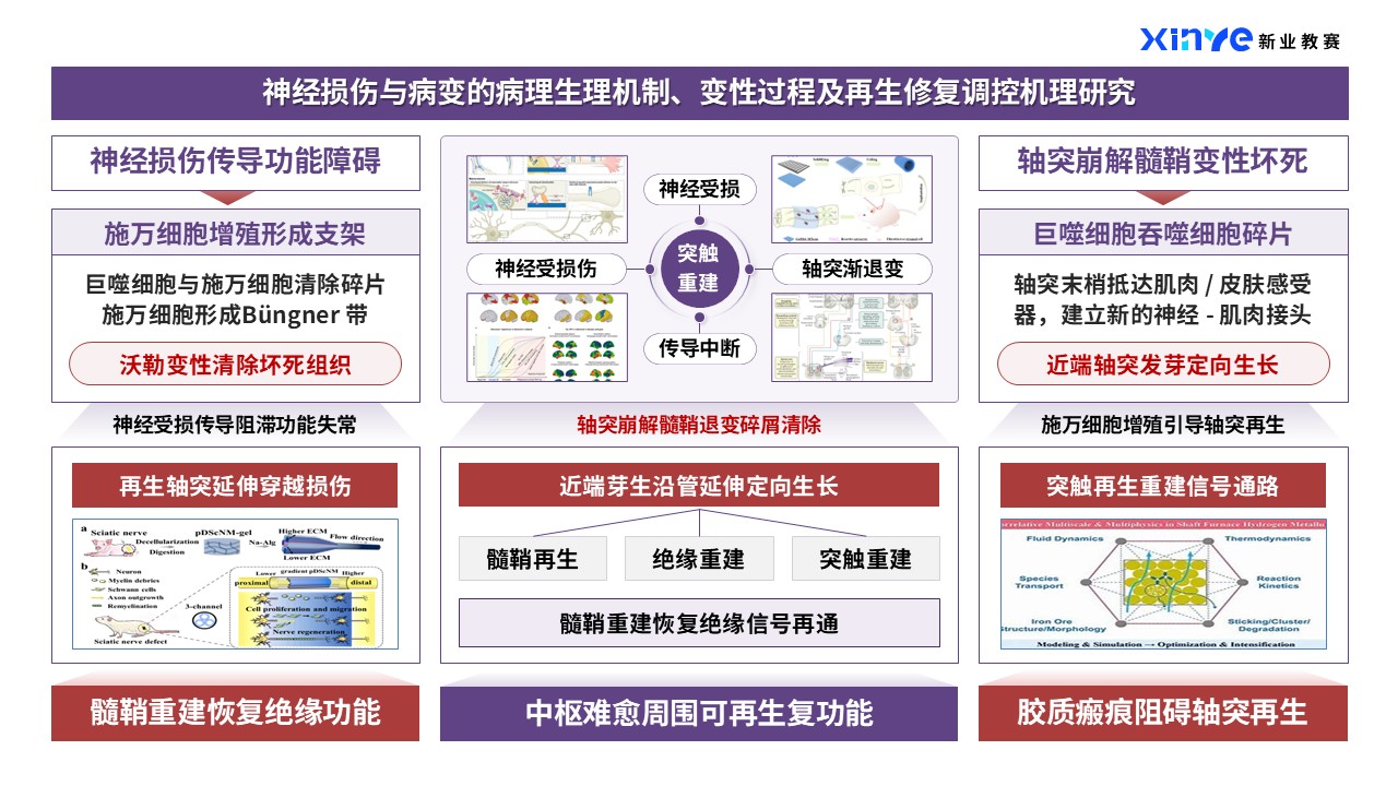 44-1科研架构图（神经类-紫红）第6页预览图