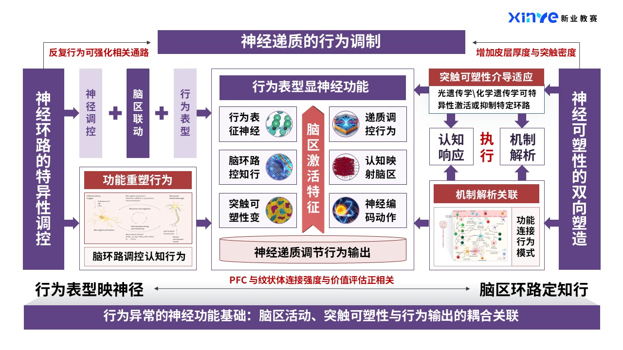 44-1科研架构图（神经类-紫红）第7页预览图