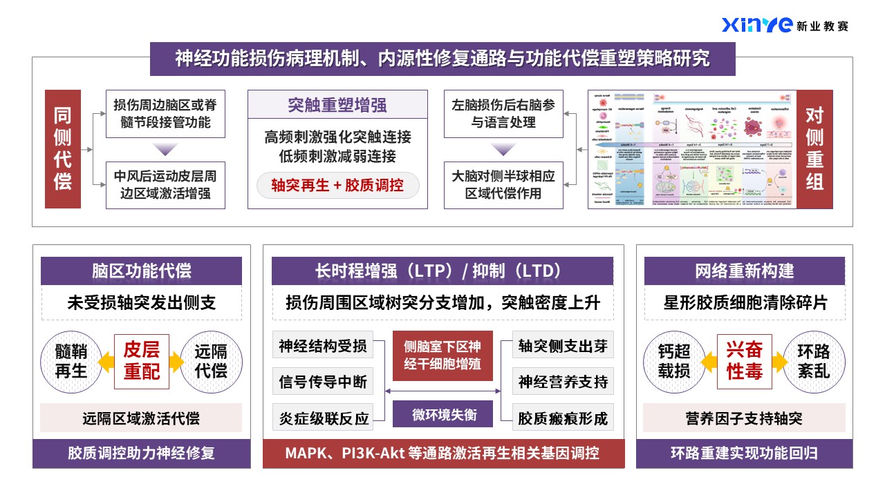 44-1科研架构图（神经类-紫红）第8页预览图