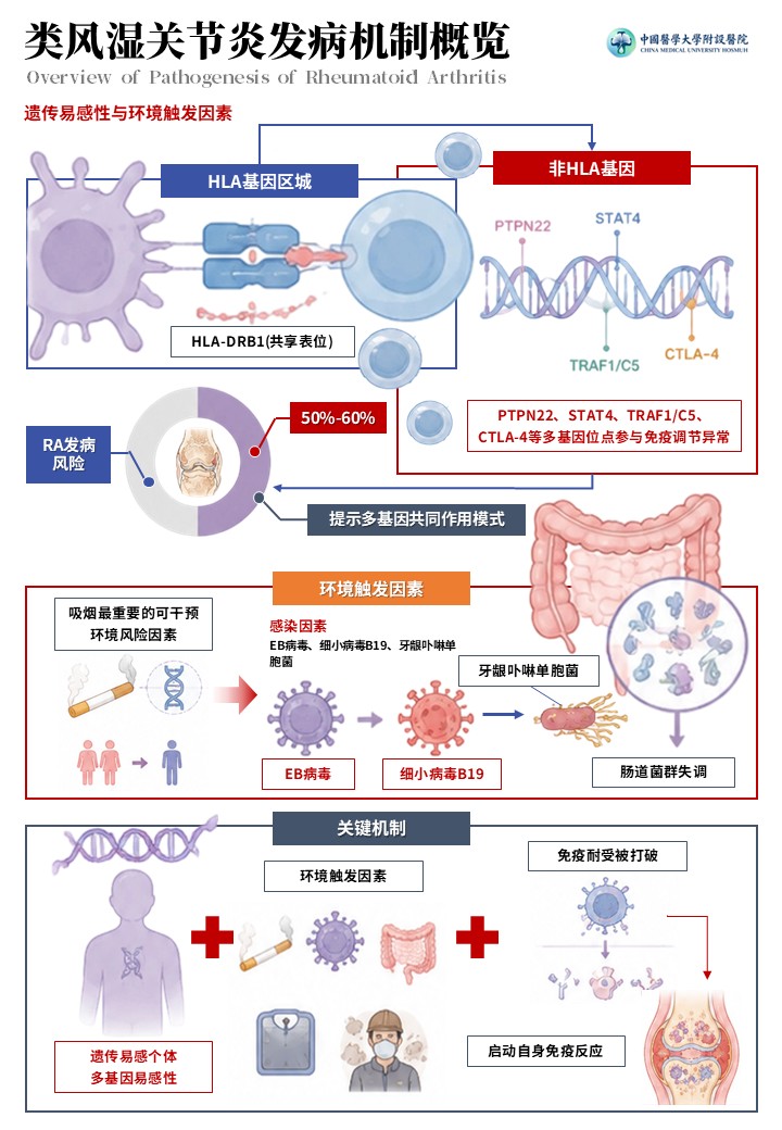 2期-科研绘图-内风湿关节炎发病机制图第2页预览