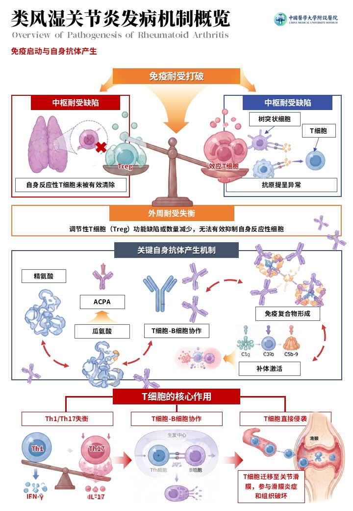 2期-科研绘图-内风湿关节炎发病机制图第3页预览