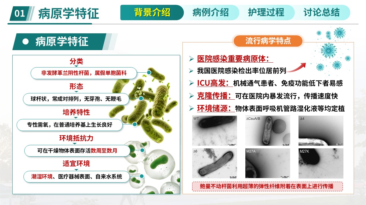 386期-护理查房-多重耐药鲍曼不动杆菌防控查房第3页预览