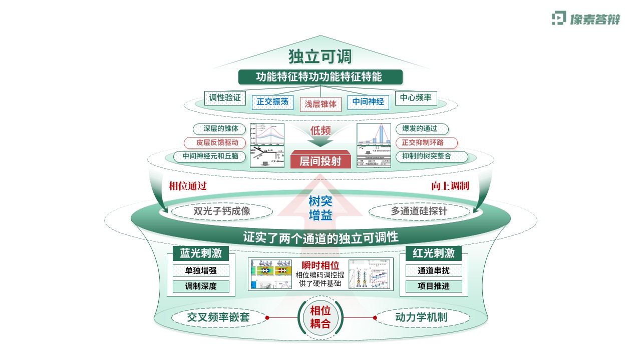 科研架构图（神经元双通道振荡调控虚构-绿色)第2页预览图