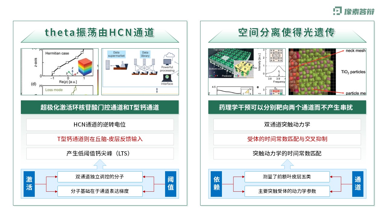 科研架构图（神经元双通道振荡调控虚构-绿色)第7页预览图