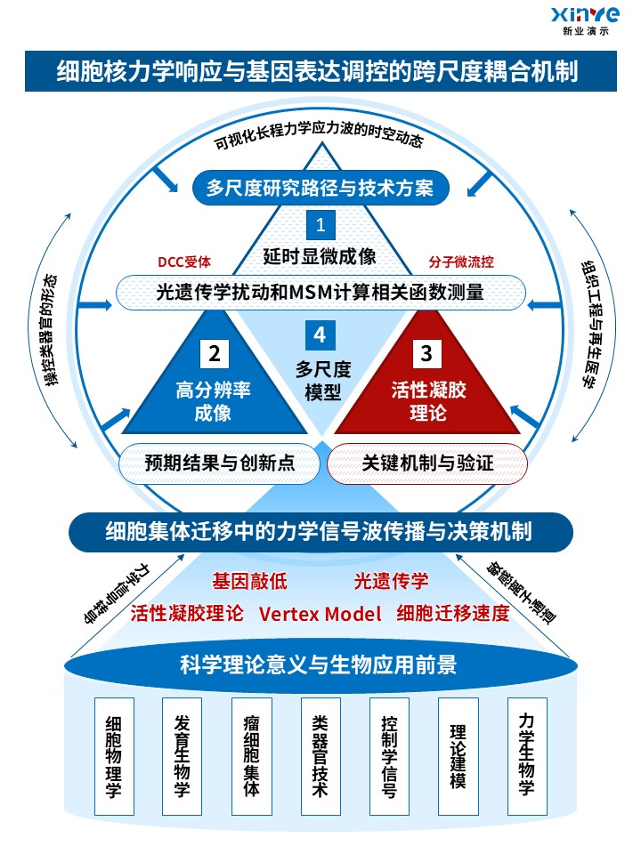54-2技术路线图(力学生物学)红蓝第3页预览图