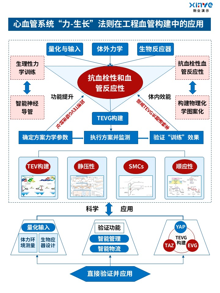 54-2技术路线图(力学生物学)红蓝第5页预览图