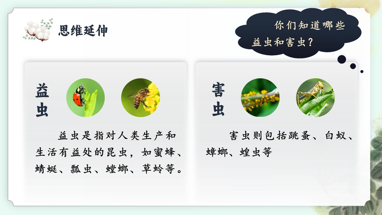 《棉花姑娘》第52页预览图