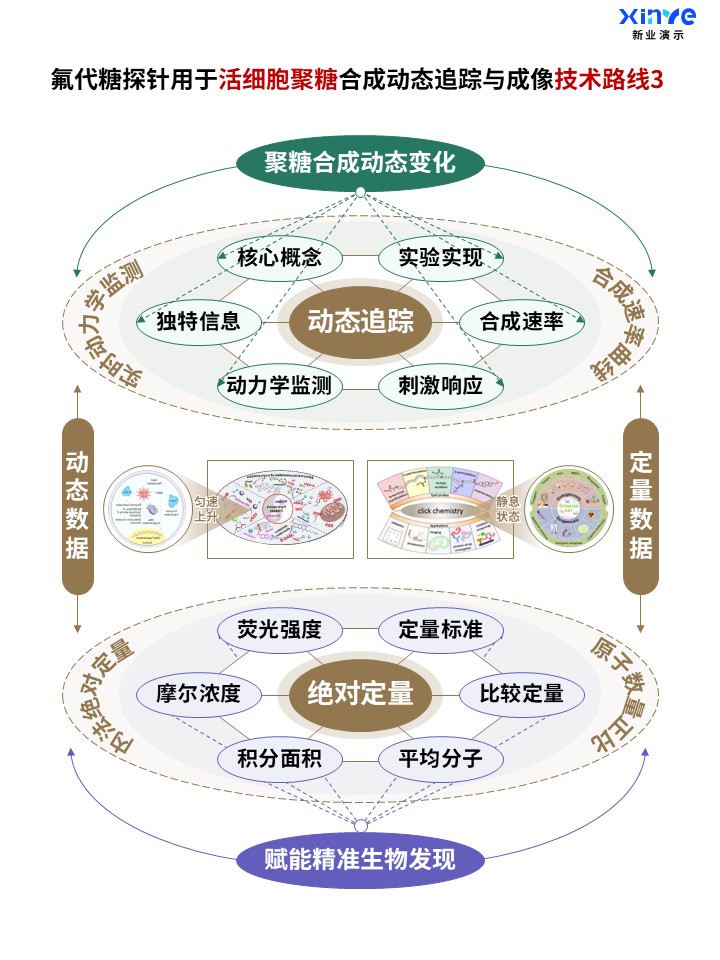 58-2科研架构图 (活细胞聚糖-棕绿紫)第3页预览图