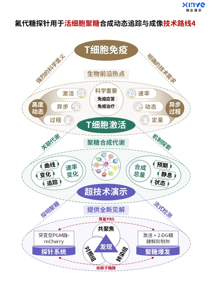 58-2科研架构图 (活细胞聚糖-棕绿紫)第4页预览图