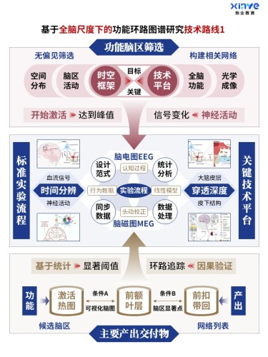 62-2科研架构图 (全脑功能环路图谱-蓝棕红)