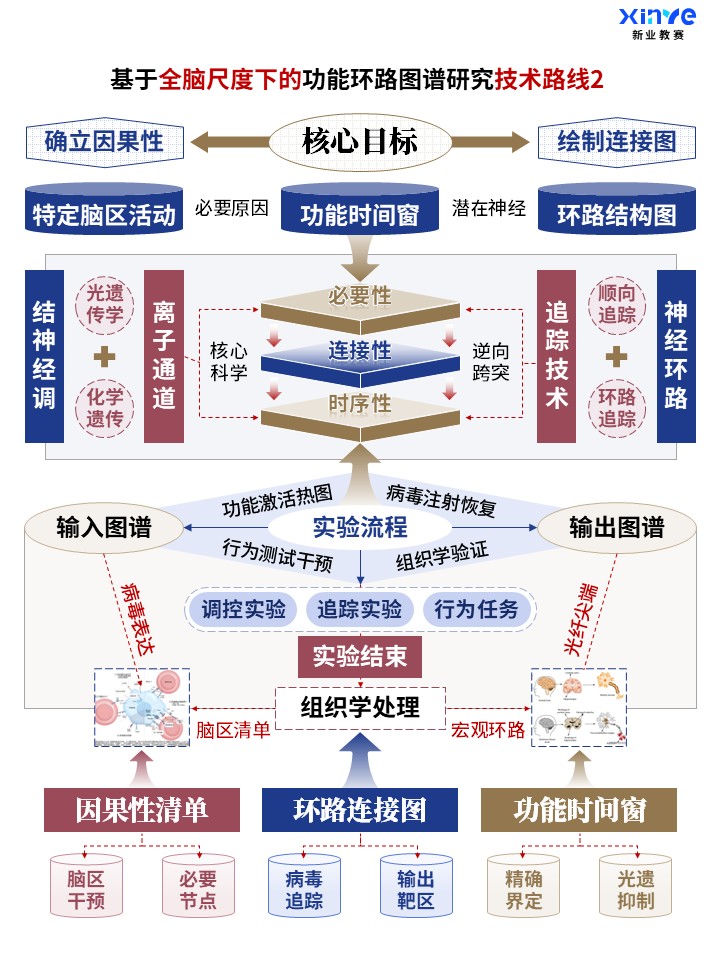 62-2科研架构图 (全脑功能环路图谱-蓝棕红)第2页预览图