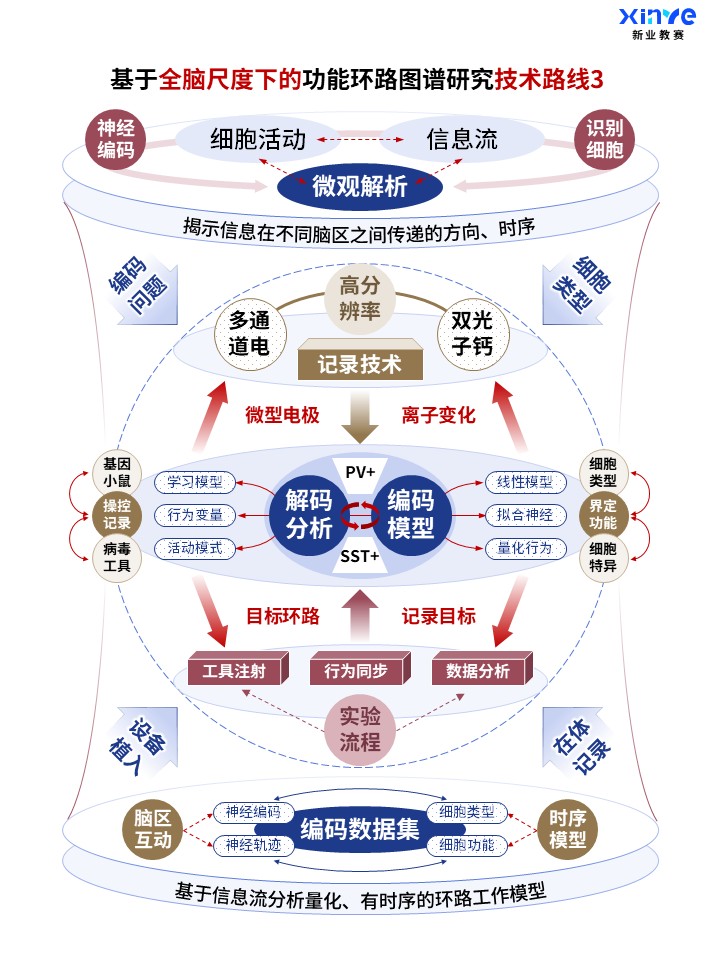 62-2科研架构图 (全脑功能环路图谱-蓝棕红)第3页预览图