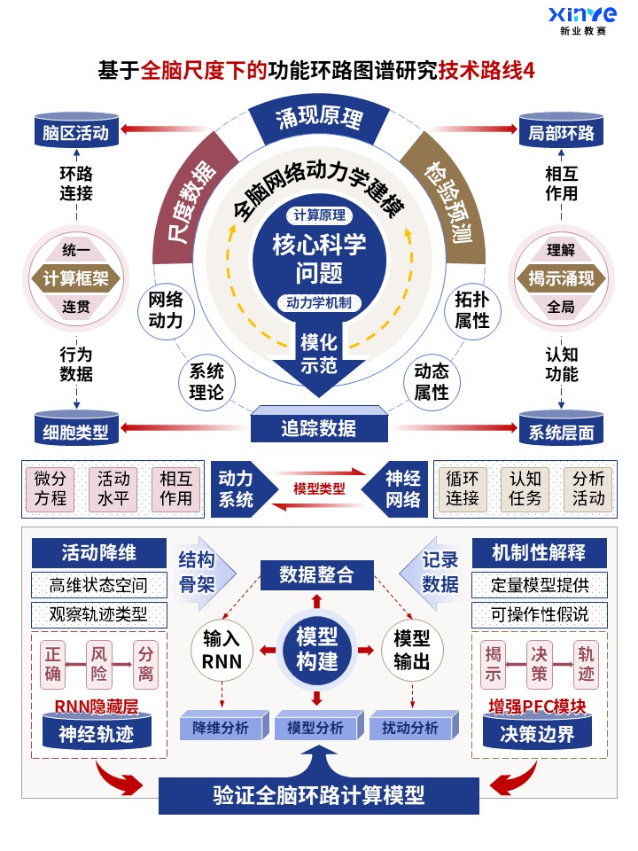 62-2科研架构图 (全脑功能环路图谱-蓝棕红)第4页预览图