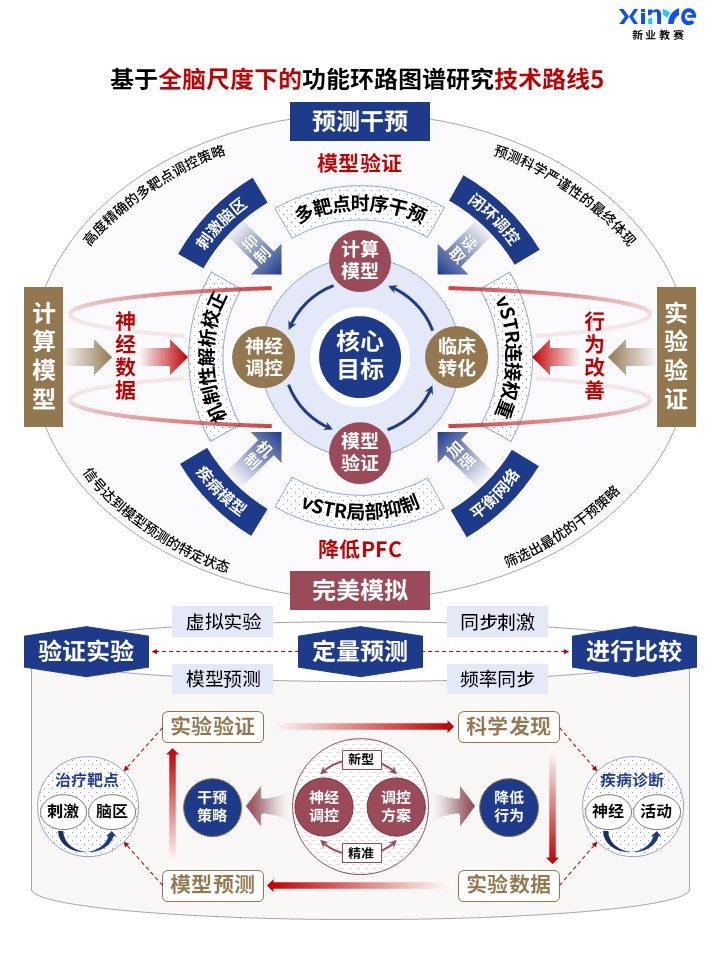 62-2科研架构图 (全脑功能环路图谱-蓝棕红)第5页预览图