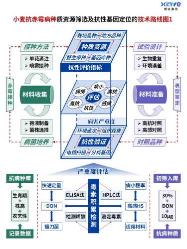 50-1科研架构图 (小麦抗赤霉病种-蓝绿紫)
