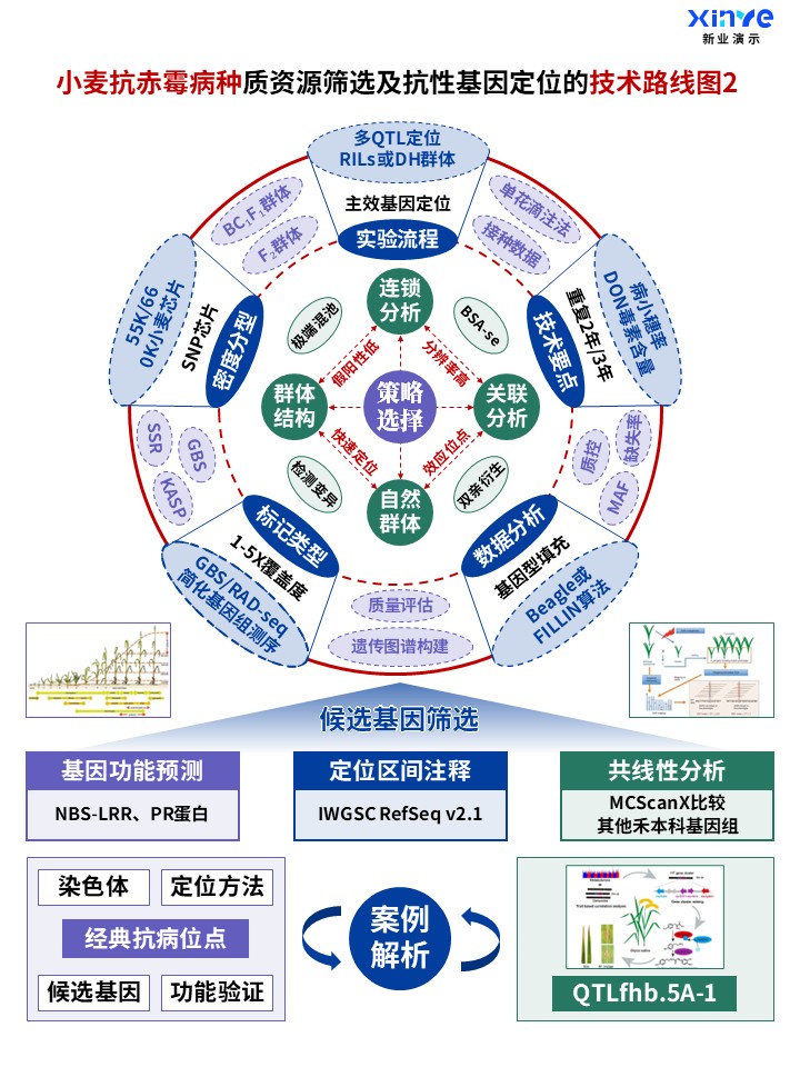 50-1科研架构图 (小麦抗赤霉病种-蓝绿紫)第2页预览图