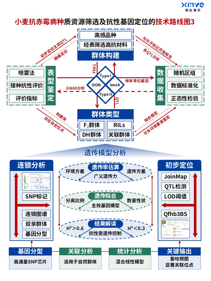 50-1科研架构图 (小麦抗赤霉病种-蓝绿紫)第3页预览图