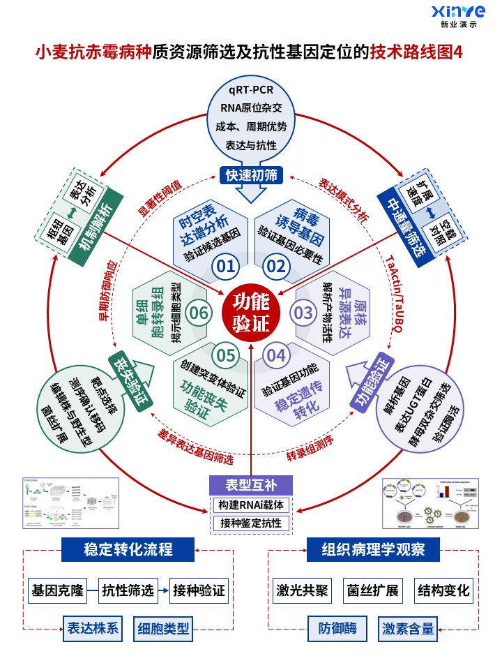 50-1科研架构图 (小麦抗赤霉病种-蓝绿紫)第4页预览图