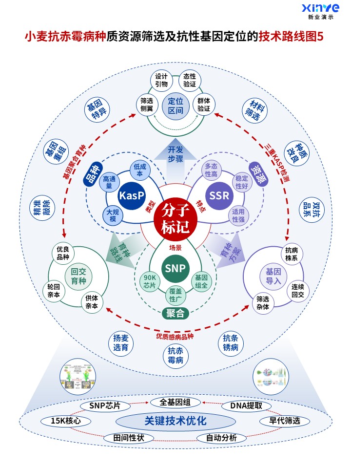 50-1科研架构图 (小麦抗赤霉病种-蓝绿紫)第5页预览图