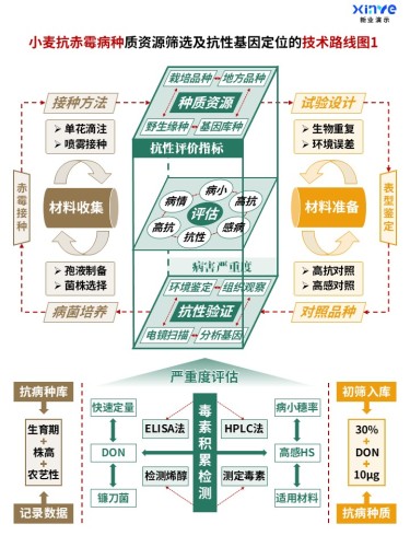 50-2科研架构图 (小麦抗赤霉病种-绿棕橙)