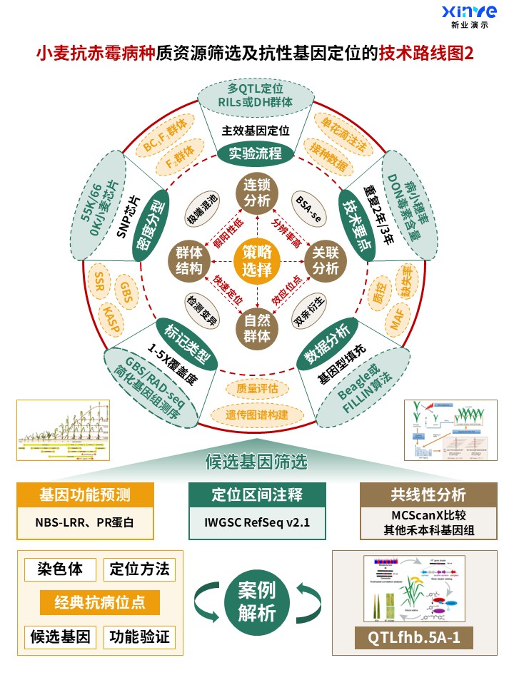 50-2科研架构图 (小麦抗赤霉病种-绿棕橙)第2页预览图