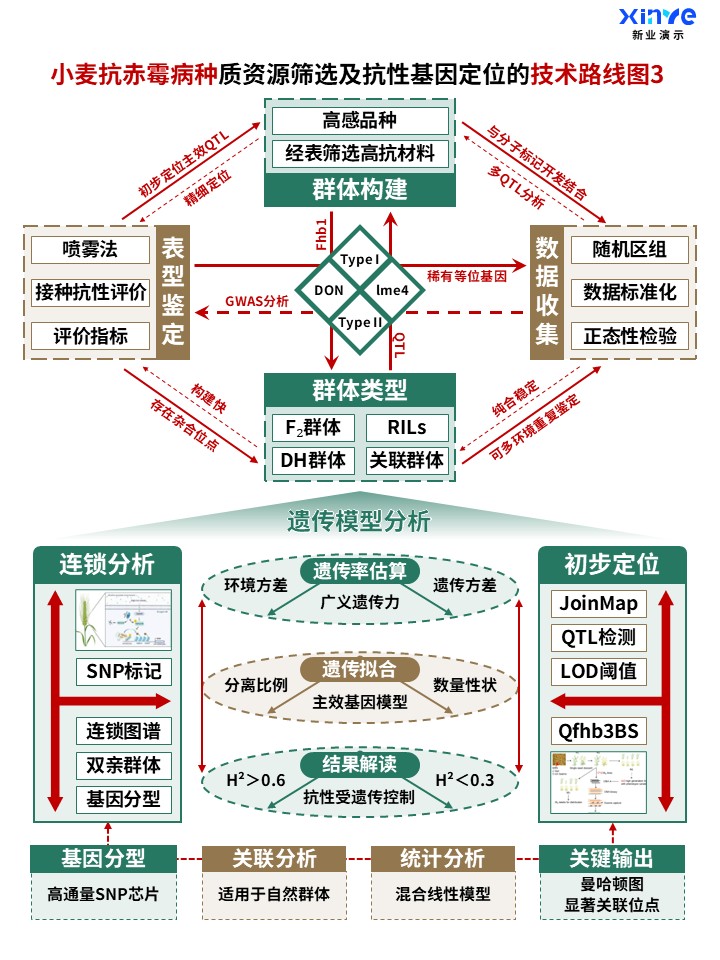 50-2科研架构图 (小麦抗赤霉病种-绿棕橙)第3页预览图