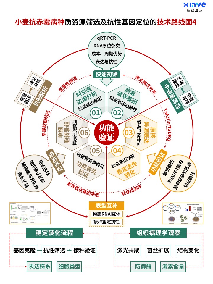 50-2科研架构图 (小麦抗赤霉病种-绿棕橙)第4页预览图