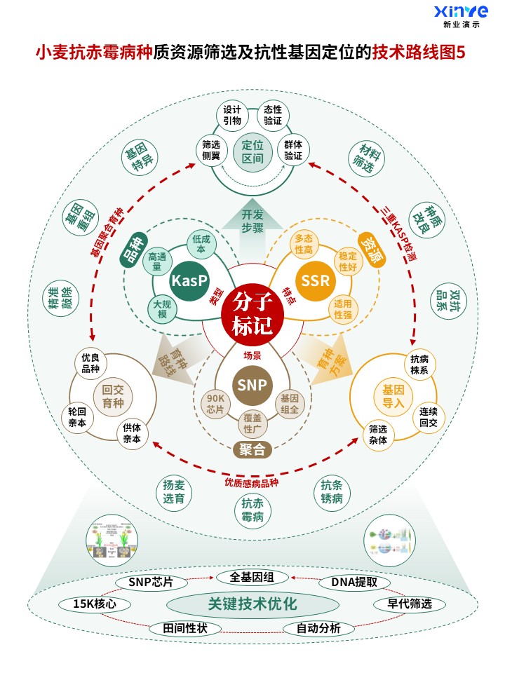 50-2科研架构图 (小麦抗赤霉病种-绿棕橙)第5页预览图