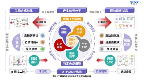 24-1科研架构图(T细胞分化-紫绿橙)