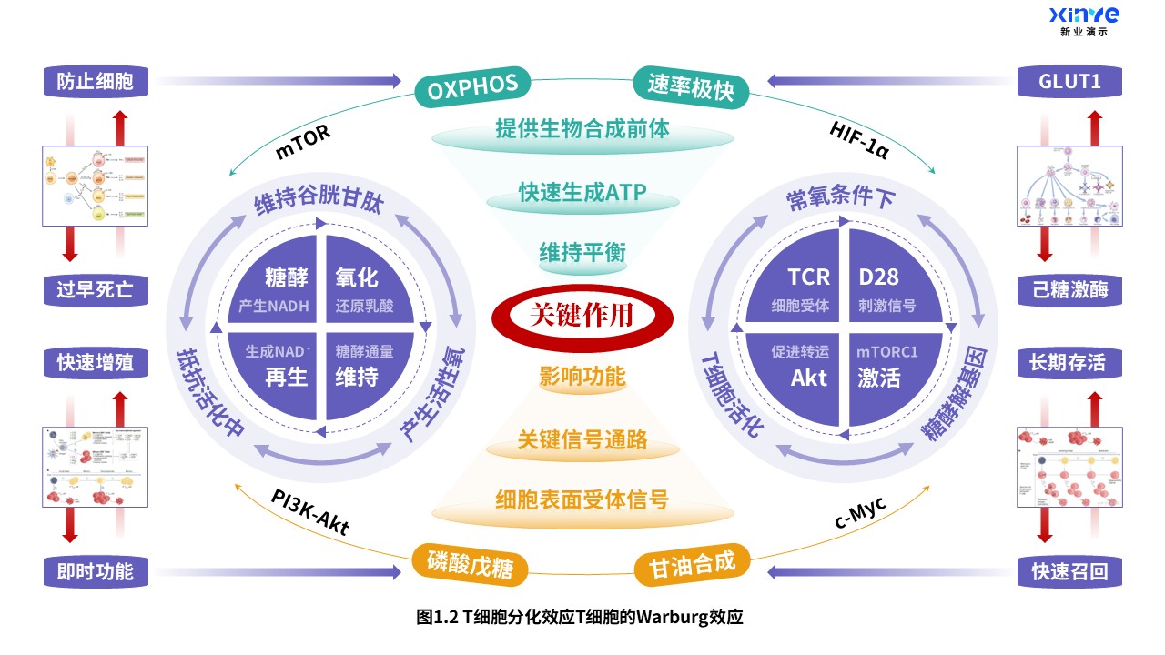 24-1科研架构图（T细胞分化-紫绿橙）第2页预览图