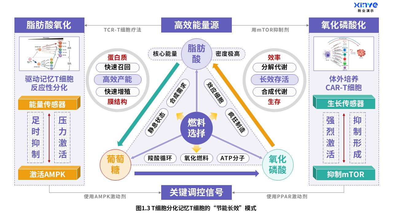 24-1科研架构图（T细胞分化-紫绿橙）第3页预览图