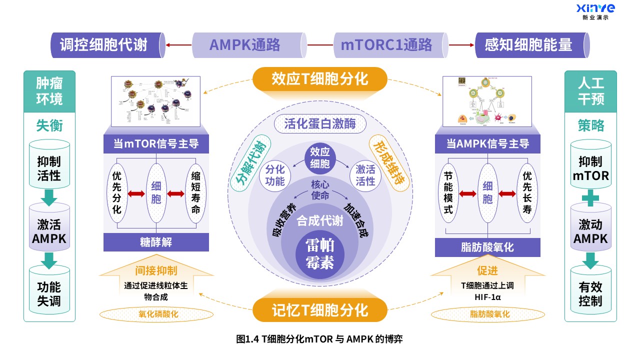 24-1科研架构图（T细胞分化-紫绿橙）第4页预览图