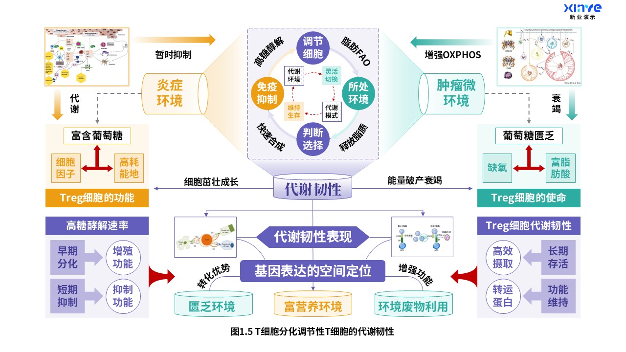 24-1科研架构图（T细胞分化-紫绿橙）第5页预览图