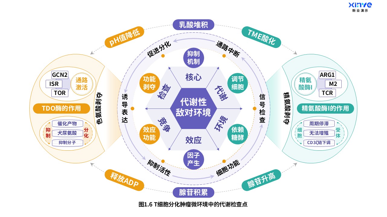 24-1科研架构图（T细胞分化-紫绿橙）第6页预览图