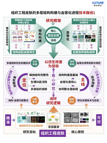 70-2科研架构图(组织工程皮肤构建及血管化-紫绿黄)