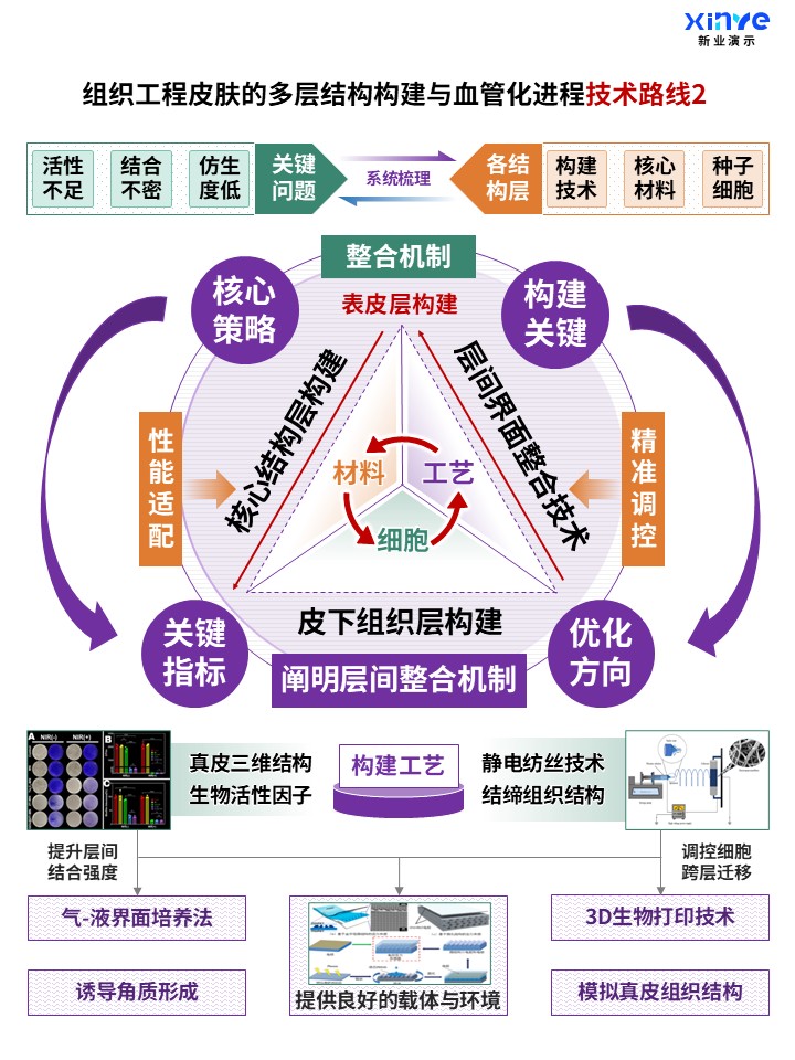 70-2科研架构图（组织工程皮肤构建及血管化-紫绿黄)第2页预览图