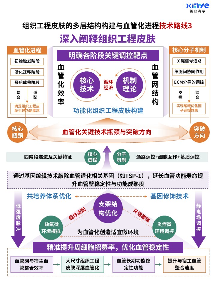 70-2科研架构图（组织工程皮肤构建及血管化-紫绿黄)第3页预览图