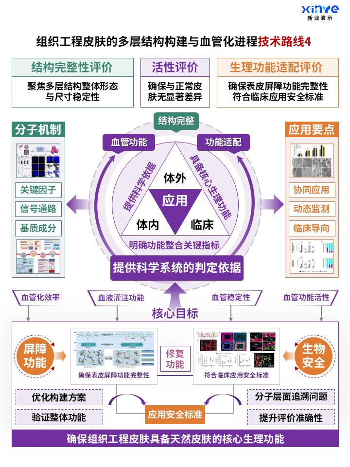 70-2科研架构图（组织工程皮肤构建及血管化-紫绿黄)第4页预览图