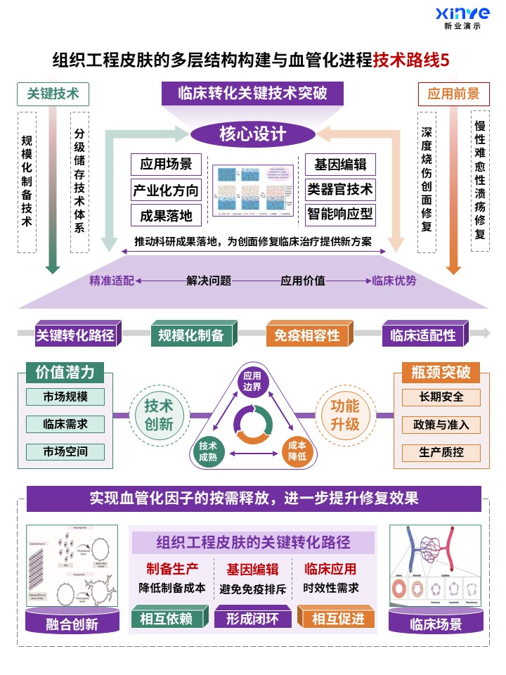 70-2科研架构图（组织工程皮肤构建及血管化-紫绿黄)第5页预览图