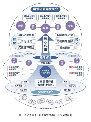 3-2水生生态系统中的微生物磷循环(紫色)