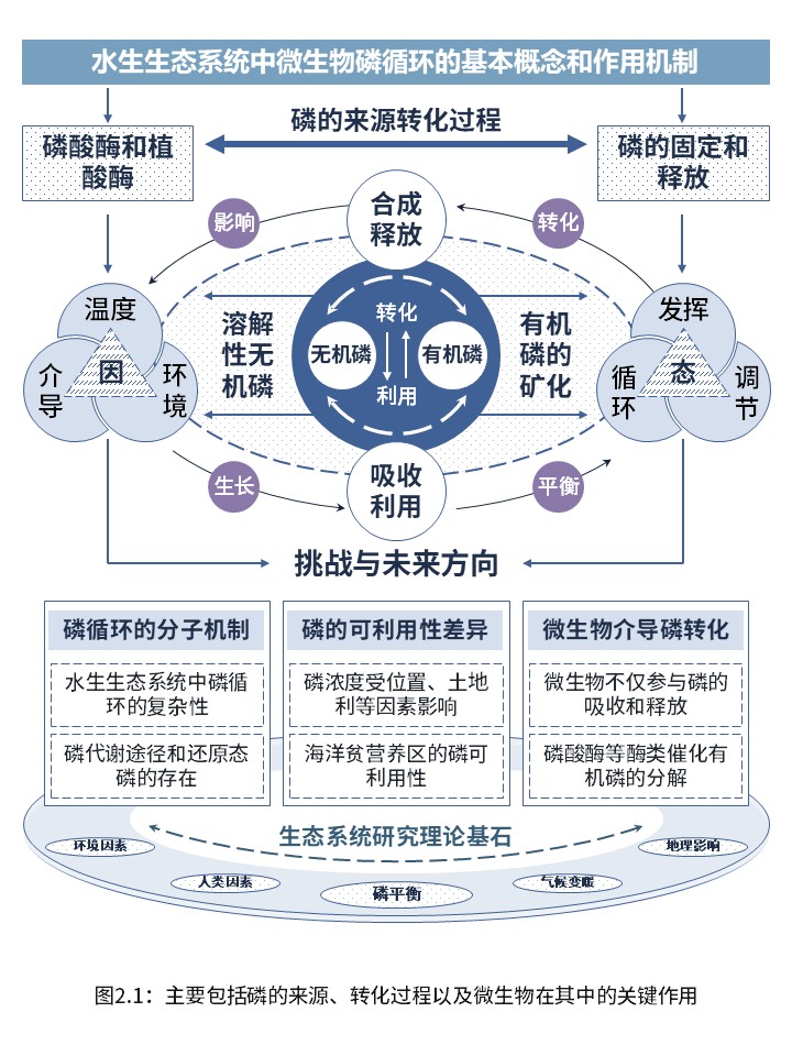 3-2水生生态系统中的微生物磷循环(紫色)第2页预览图