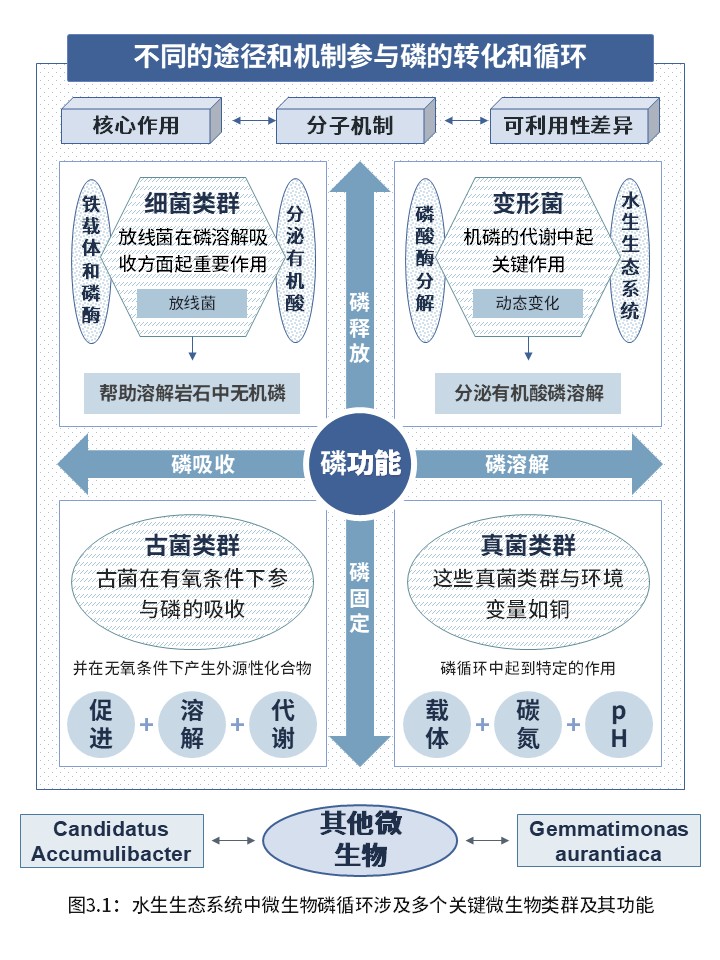 3-2水生生态系统中的微生物磷循环(紫色)第3页预览图