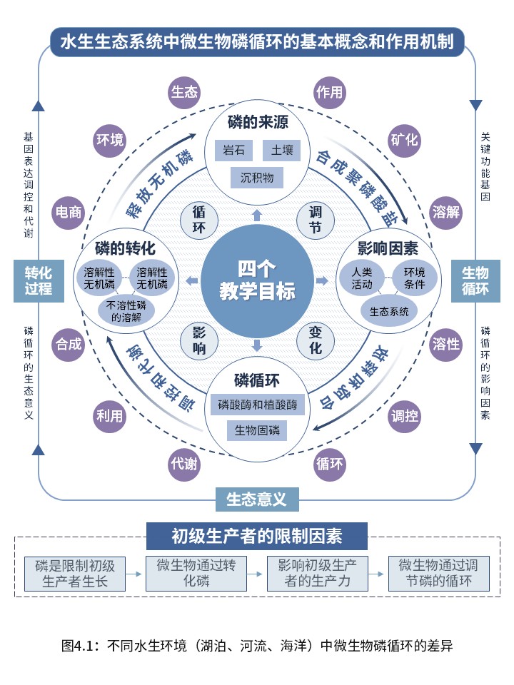 3-2水生生态系统中的微生物磷循环(紫色)第4页预览图