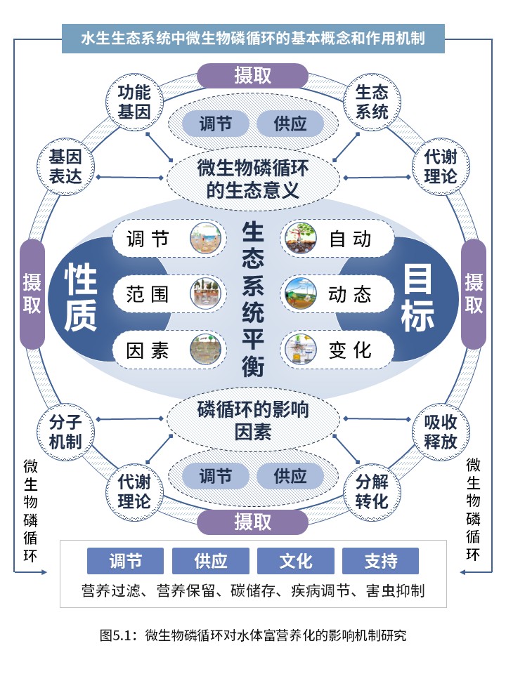 3-2水生生态系统中的微生物磷循环(紫色)第5页预览图